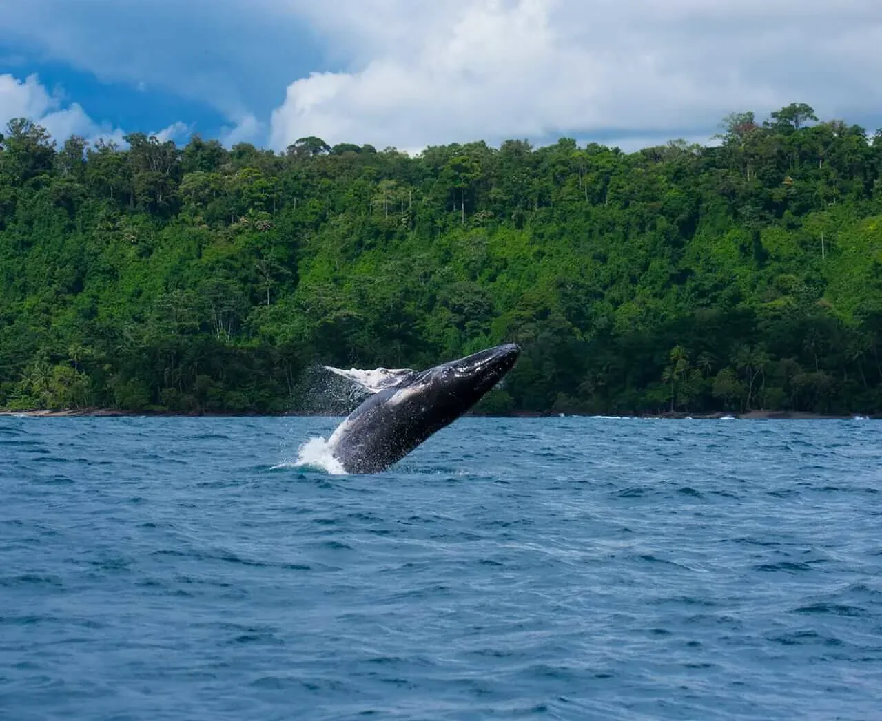 Spotting pantropical spotted dolphins and whales during the ocean safari | צפייה בלווייתנים גבנוניים ודולפינים בחצי האי אוסה (סיור מסיירפה)