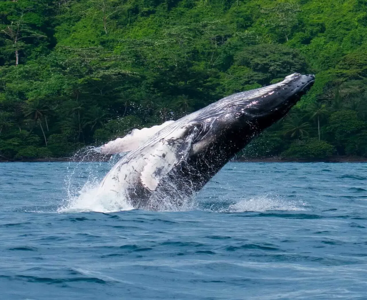 Humpback whale surfacing to breathe in the calm waters of the Pacific Ocean | צפייה בלווייתנים גבנוניים ודולפינים בחצי האי אוסה (סיור מסיירפה)