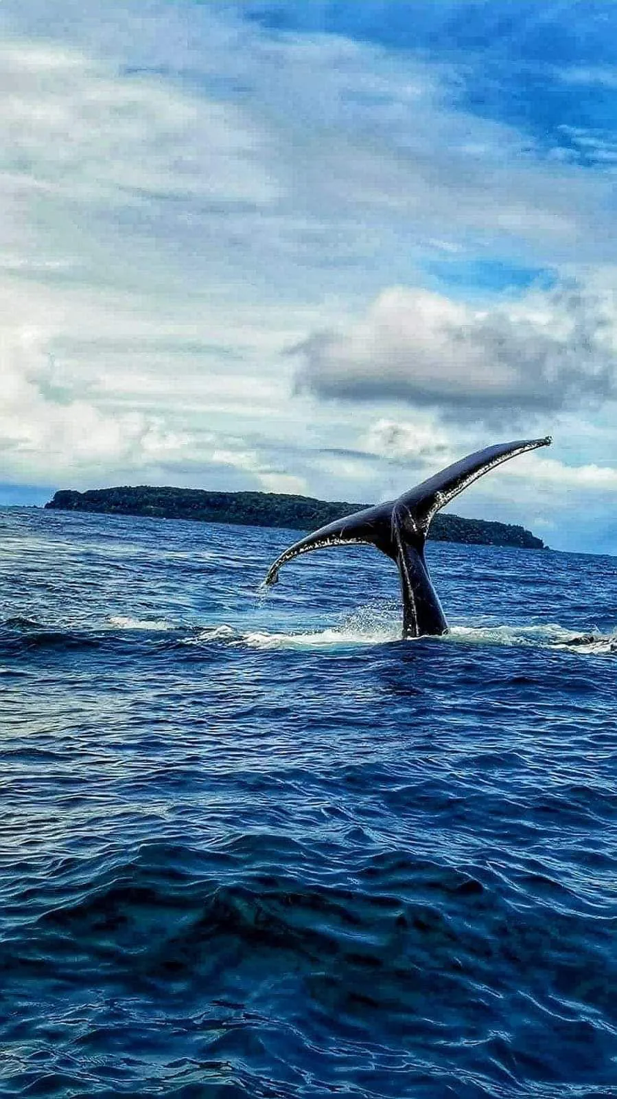 Humpback whale tail fluke diving into the ocean waters near Caño Island | צפייה בלווייתנים גבנוניים ודולפינים בחצי האי אוסה (סיור מסיירפה)