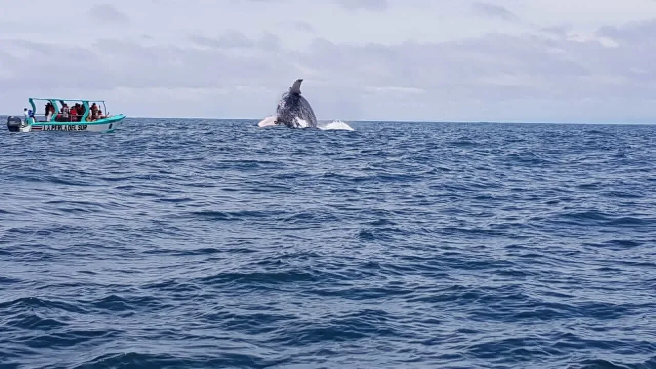 Monumental acrobatic leap of a humpback whale in Golfo Dulce, Costa Rica | צפייה בלווייתנים גבנוניים ודולפינים בחצי האי אוסה (סיור מסיירפה)
