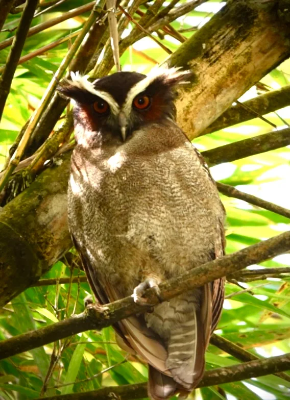 El Mussol Crestat: Mida, Pes, Vol Silenciós i Hàbits Nocturns a Corcovado i Sierpe