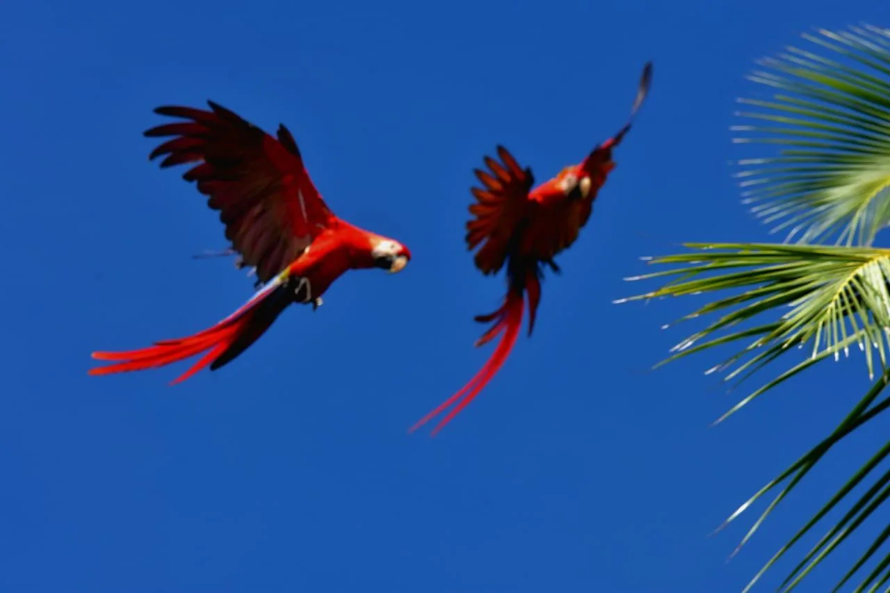 El Guacamai Roig a Corcovado i Sierpe: Mida, Envergadura, Monogàmia i Hàbits de l'Ara Macao