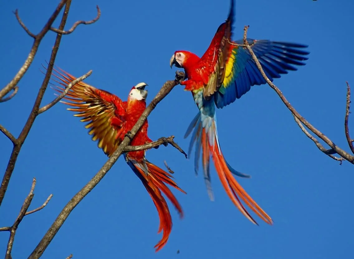 Pareja de lapas rojas (guacamayas) posadas en la copa de un árbol en Sierpe Pareja de lapas rojas (guacamayas) posadas en la copa de un árbol en Sierpe | Observació d'ocells (Tour des de Sierpe)