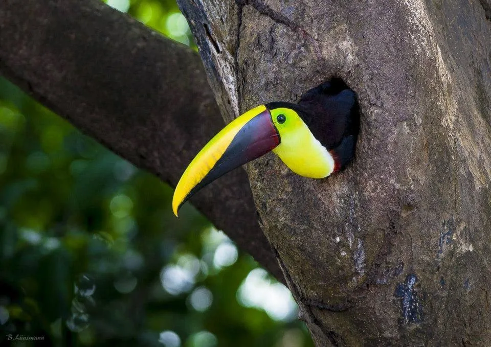 El Tucà de Gorja Groga: Mida, Pes, Radiador Tèrmic i Cant a Corcovado i Sierpe