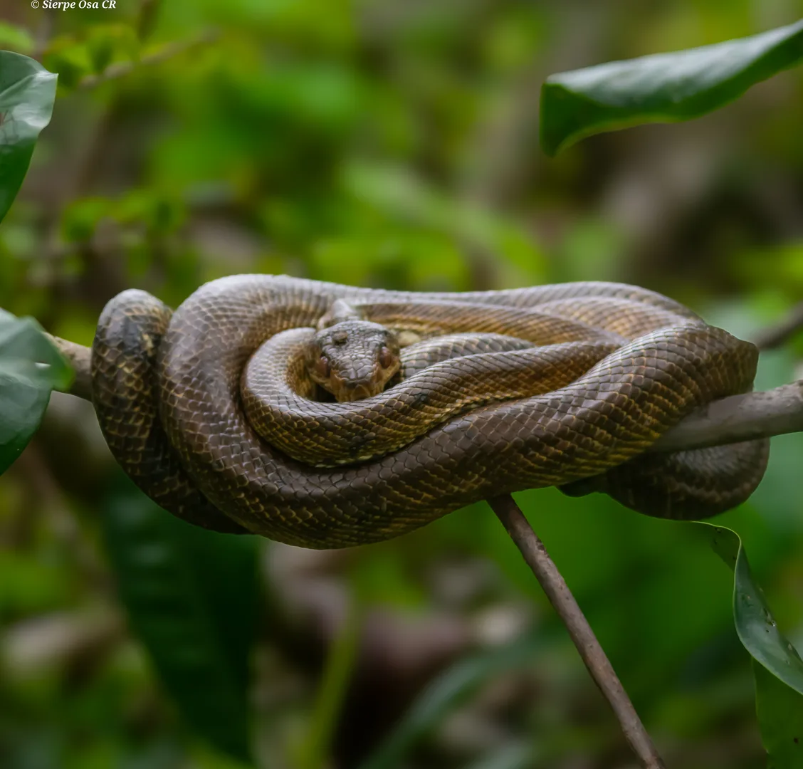La Boa Constrictor a Sierpe i Corcovado: Mida, Pes, Mites i Hàbits de la Serp Pacífica