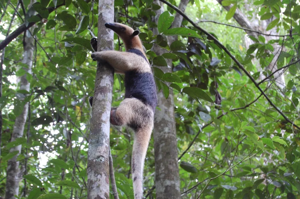 El Tamandua Formiguer: Mida, Armilla Daurada, Urpes d'Acer i Hàbits a Sierpe
