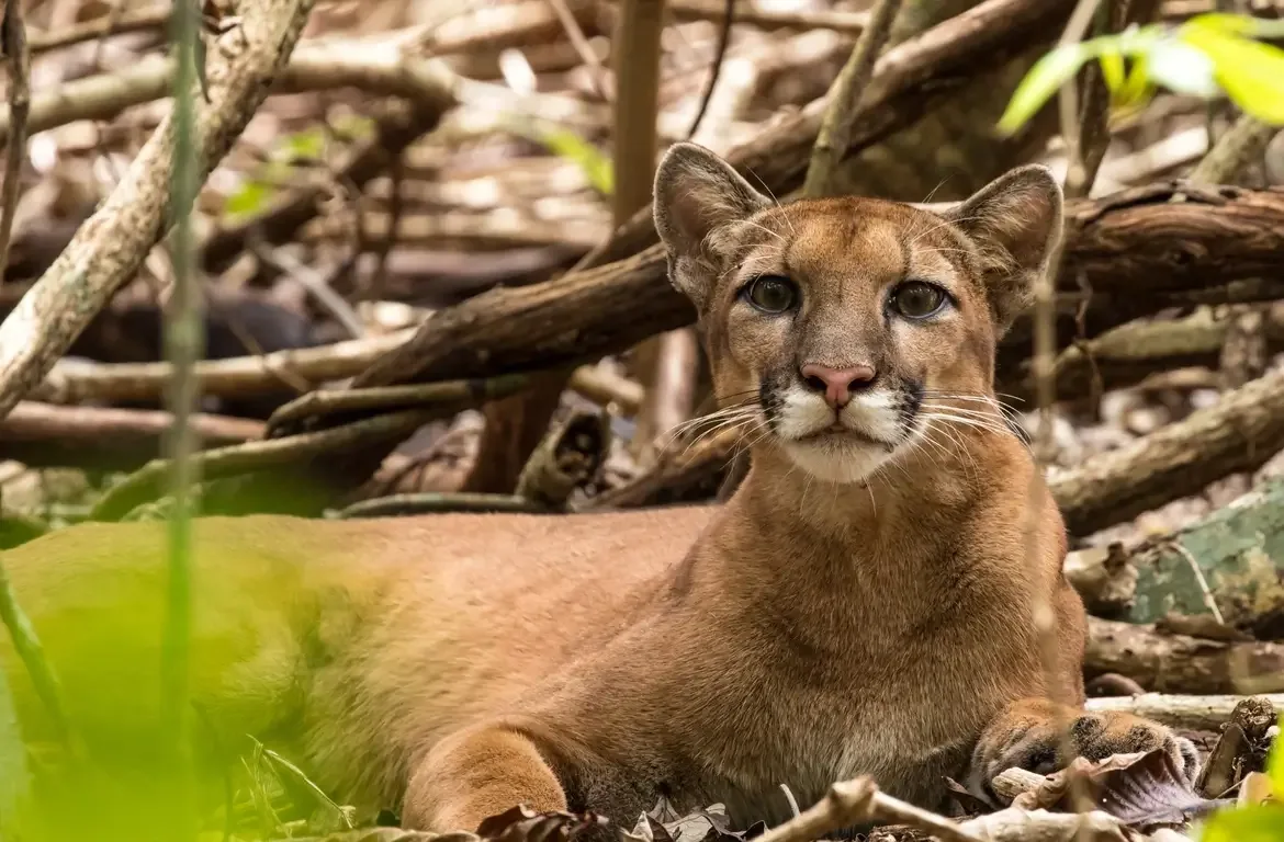 El Puma a Corcovado i San Pedrillo: Mida, Pes, Caça i Hàbits del Gran Felí d'Osa