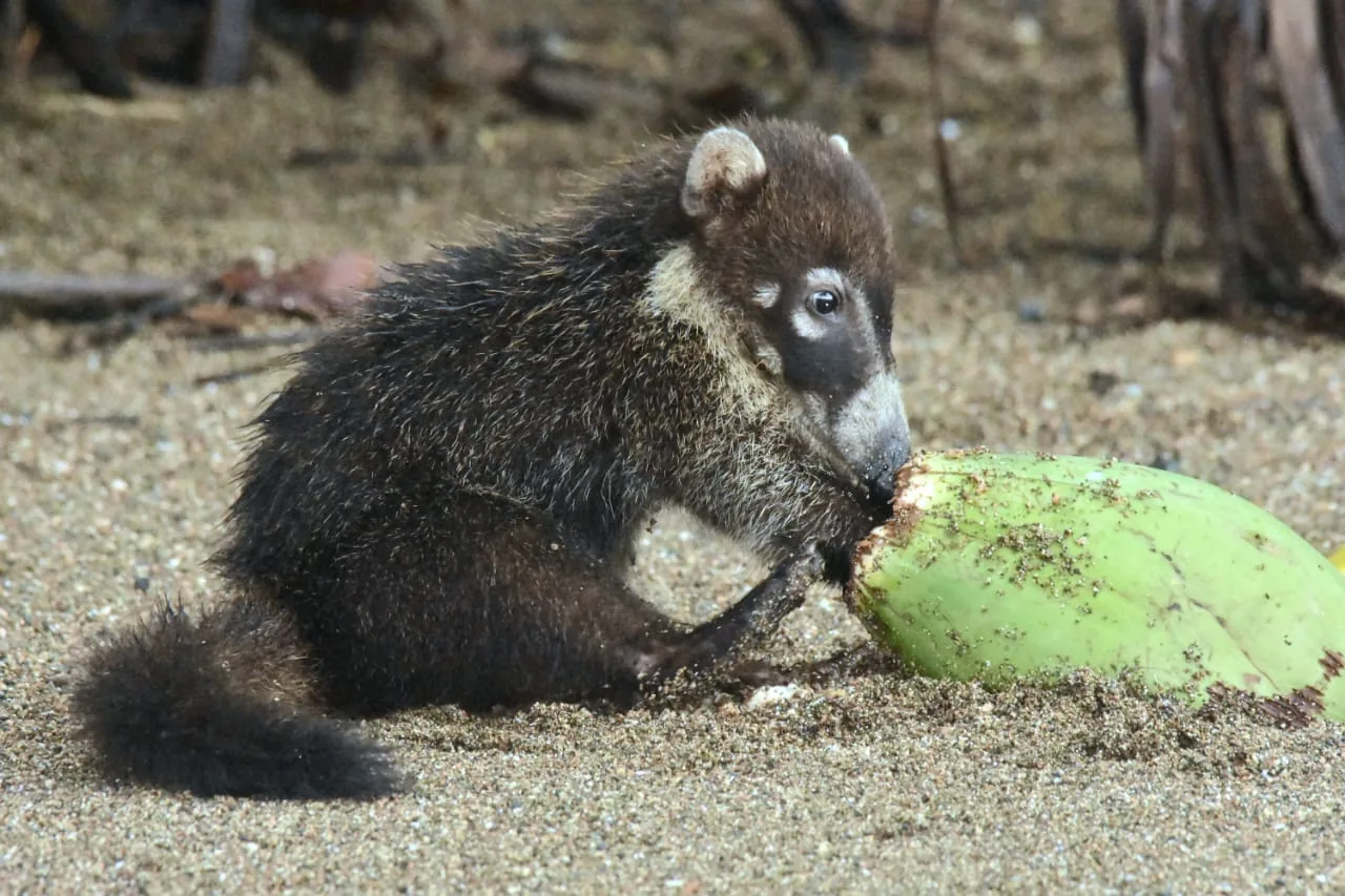 El Coatí a Corcovado i Sierpe: Mida, Pes, Clans Matriarcals i Hàbits del Pizote