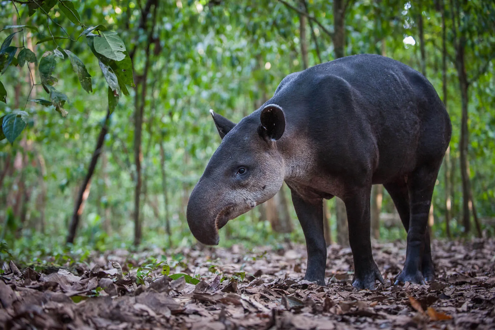 Danta o tapir de Baird en su hábitat natural en la Estación Sirena, Corcovado Danta o tapir de Baird en su hábitat natural en la Estación Sirena, Corcovado | Parc Nacional de Corcovado – Estació Sirena (Tour des de Sierpe)