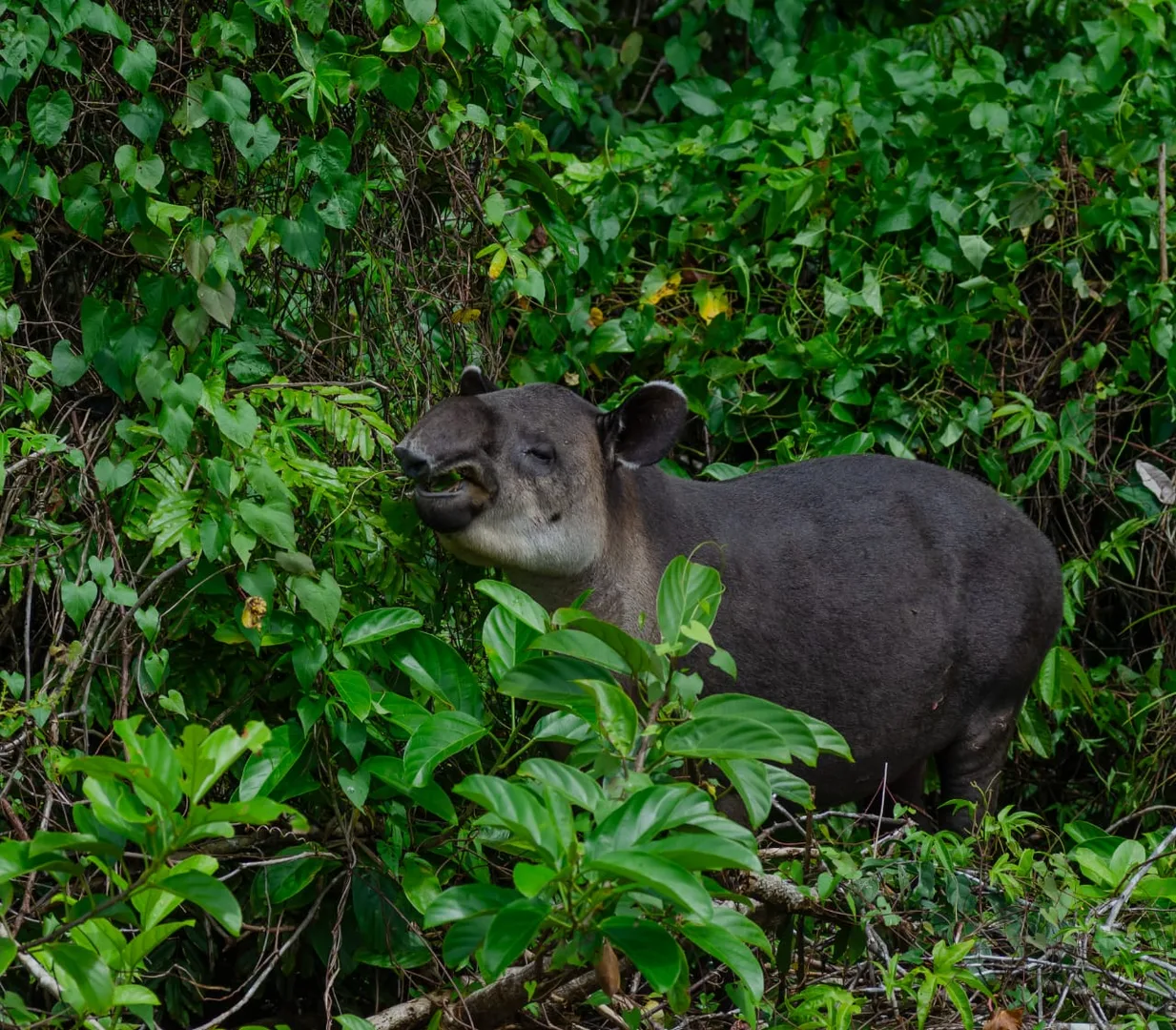 El Tapir a Corcovado: Mida, Pes, Trompa Prènsil i Hàbits de la Danta Centreamericana