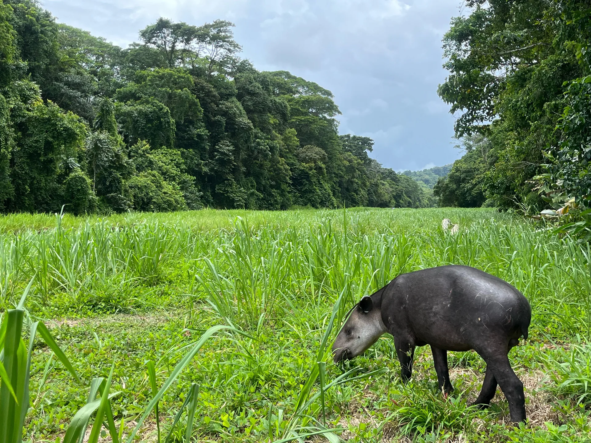 Tapir centroamericano pastando plácidamente en los prados de Estación Sirena Tapir centroamericano pastando plácidamente en los prados de Estación Sirena | Tour Parc Nacional Corcovado Estació Sirena 2 Dies i 1 Nit