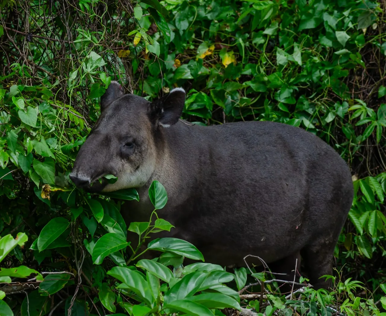 Estació Sirena o San Pedrillo: Quina triar al Parc Nacional Corcovado?